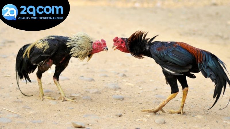 Xem đá gà 2qcom trực tiếp không giật lag 2 Xem đá gà 2qcom siêu nét